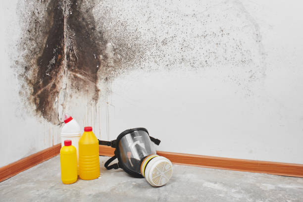 Best Mold Remediation  in Honokaa, HI