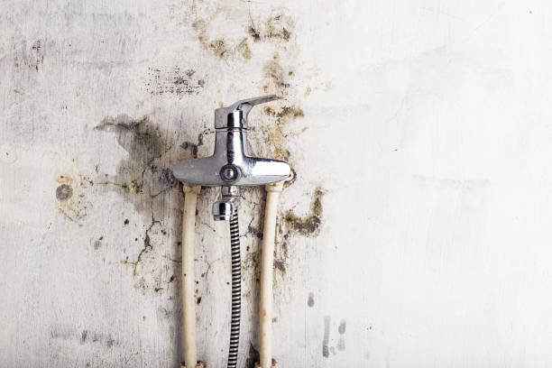 Best Mold Remediation  in Honokaa, HI
