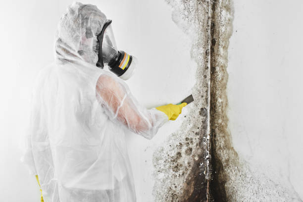 Mold Removal Process in Honokaa, HI