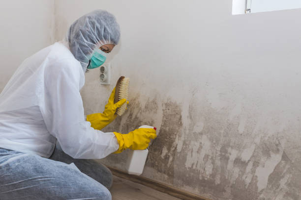 Best Certified Mold Removal  in Honokaa, HI