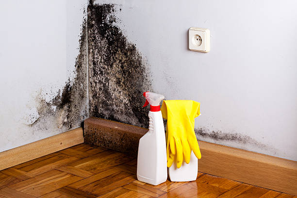 Best Commercial Mold Removal  in Honokaa, HI
