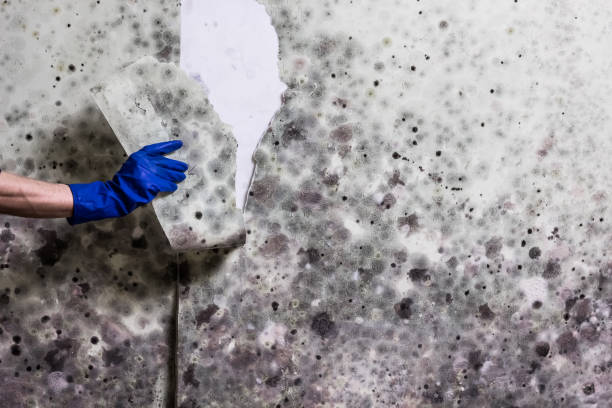Best Toxic Mold Removal  in Honokaa, HI